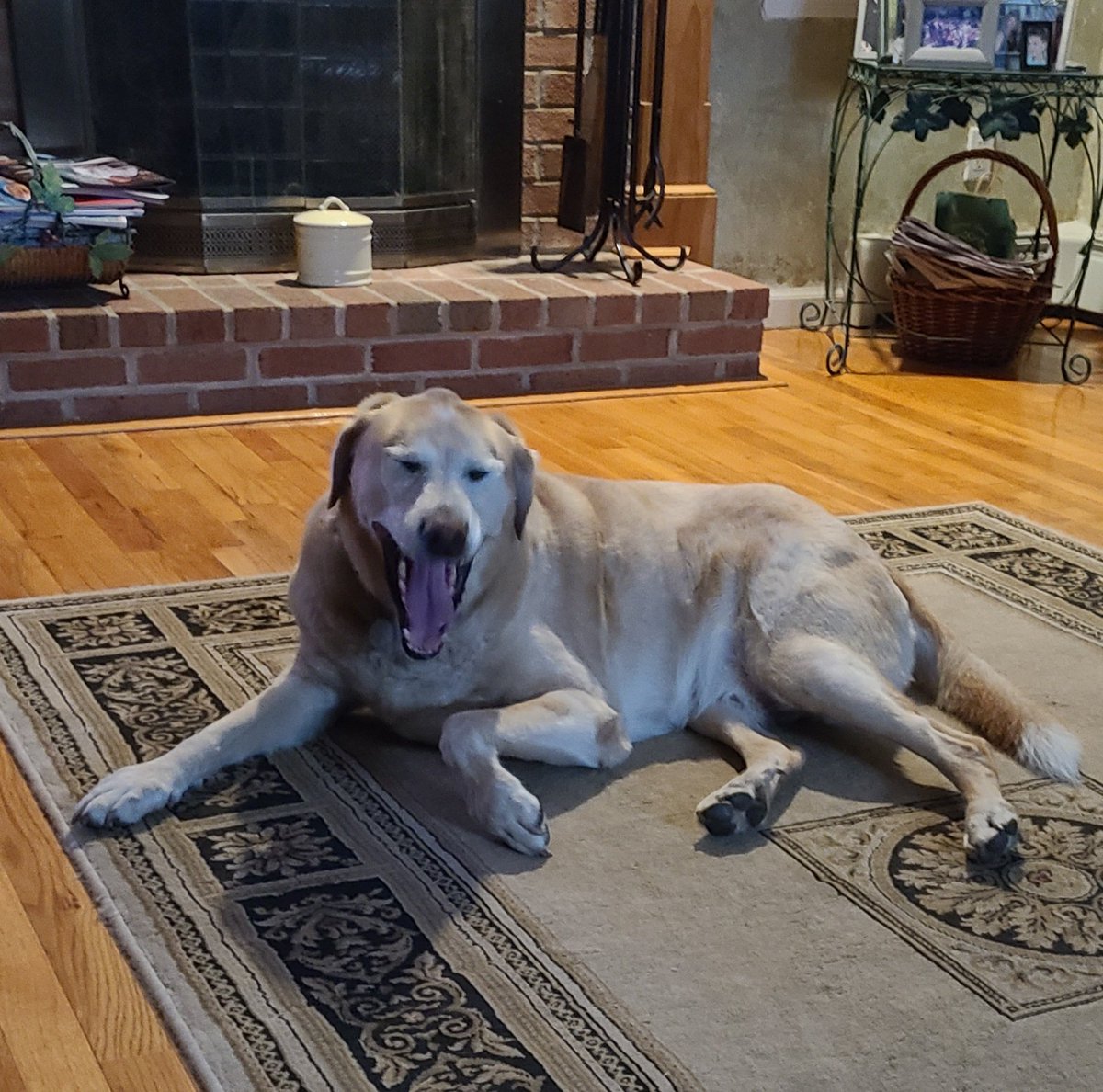 Beesaurus28's tweet photo. He screm #whatamood #yankee https://t.co/JApfYNuQFO