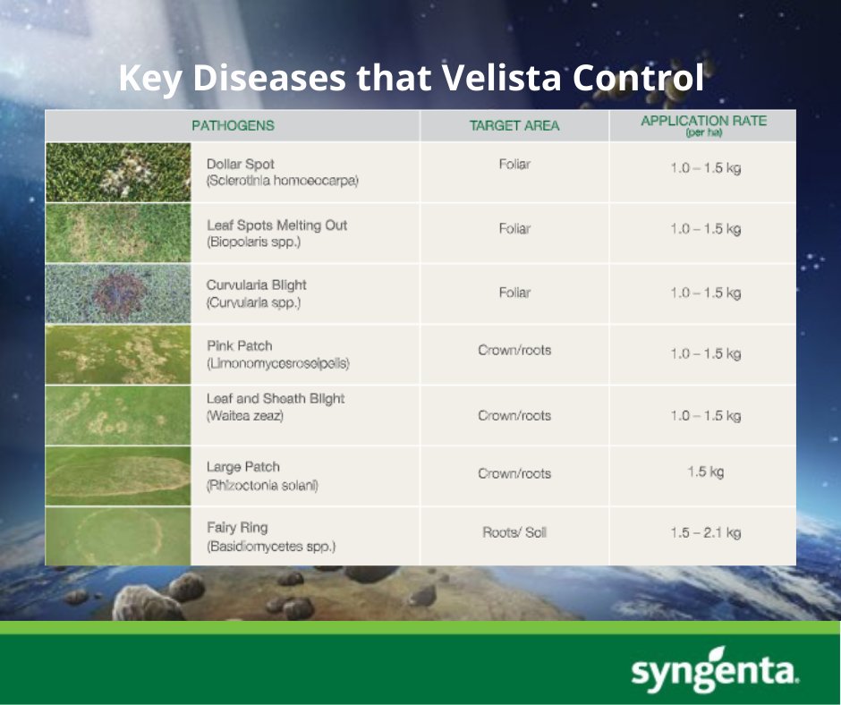SyngentaTLAsia's tweet photo. Velista is a powerful broad spectrum fungicide that can be use for crown, foliar and root diseases. Velista can be trusted to keep your turf in excellent condition all year round!

Find out more: https://t.co/JLRW4cMr1f https://t.co/wqZM0UNBos