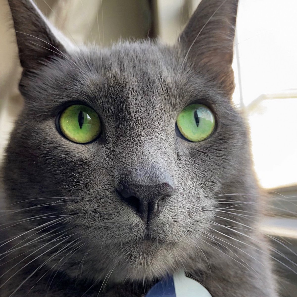 PickleytheCat's tweet photo. Hello. I forgot about this twitter thing https://t.co/iQ2pw1H1Vr