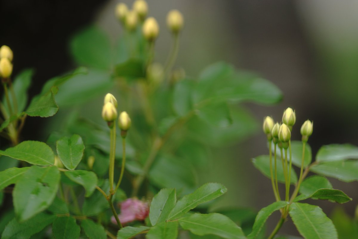tyama_kero's tweet photo. #minolta
#100mmf2.8
#macro
思ったより暗いレンズですが
#寄れる #レンズ
#食事
#生き物
#ポートレィト
僕は
#ソフトフィルター
着けてます
#duto
#ソフトトーン
#センターフォーカス https://t.co/PnCwgQKXgB