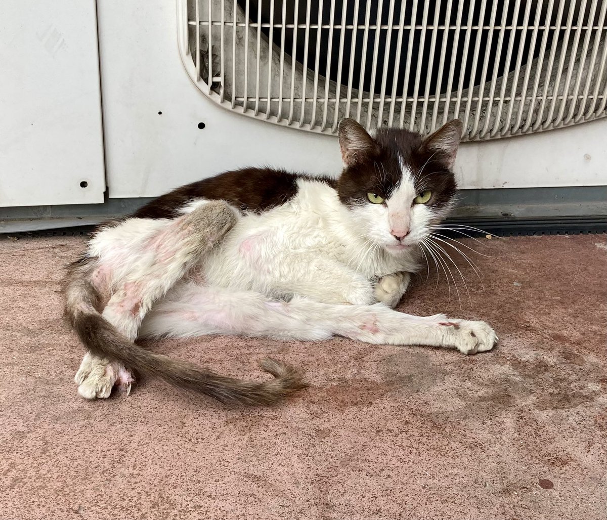 アルは足が不自由な猫 tweet media