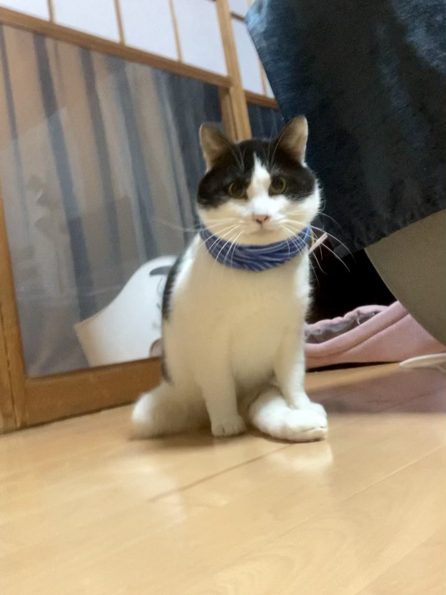 アルは足が不自由な猫 tweet media