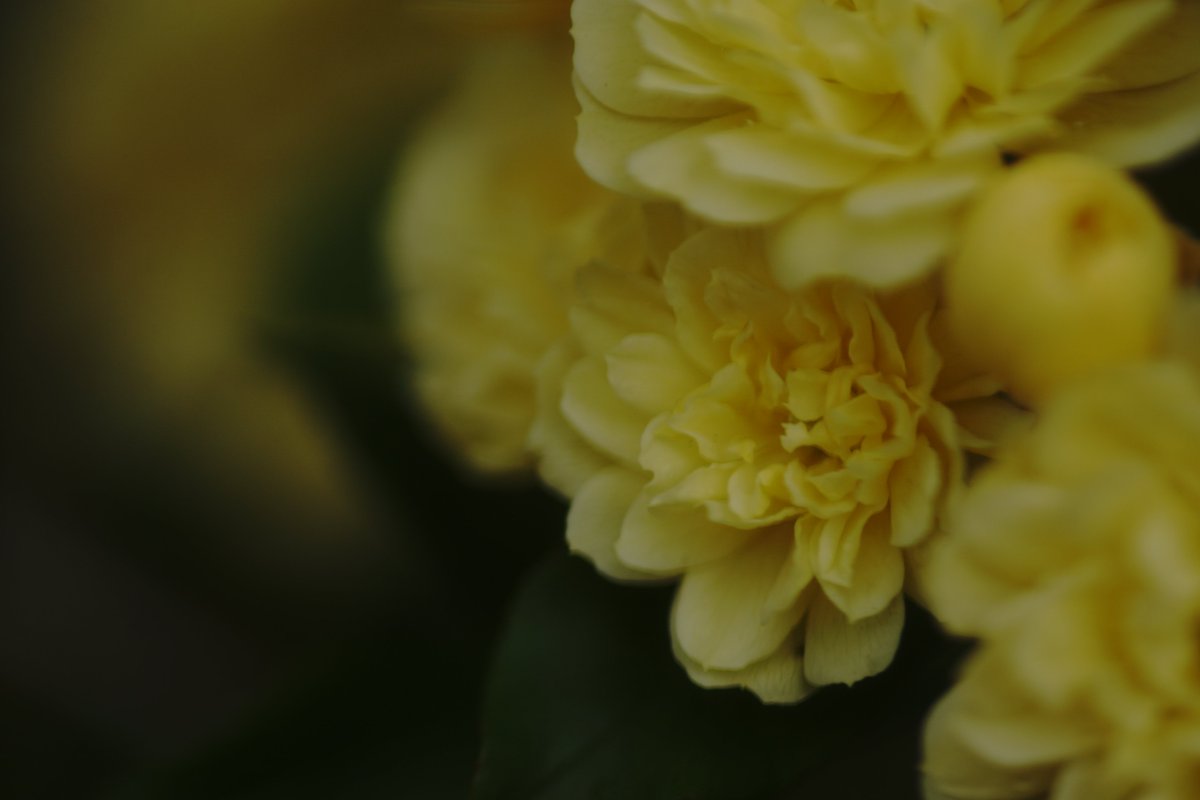 tyama_kero's tweet photo. #minolta
#100mmf2.8
#macro
思ったより暗いレンズですが
#寄れる #レンズ
#食事
#生き物
#ポートレィト
僕は
#ソフトフィルター
着けてます
#duto
#ソフトトーン
#センターフォーカス https://t.co/PnCwgQKXgB