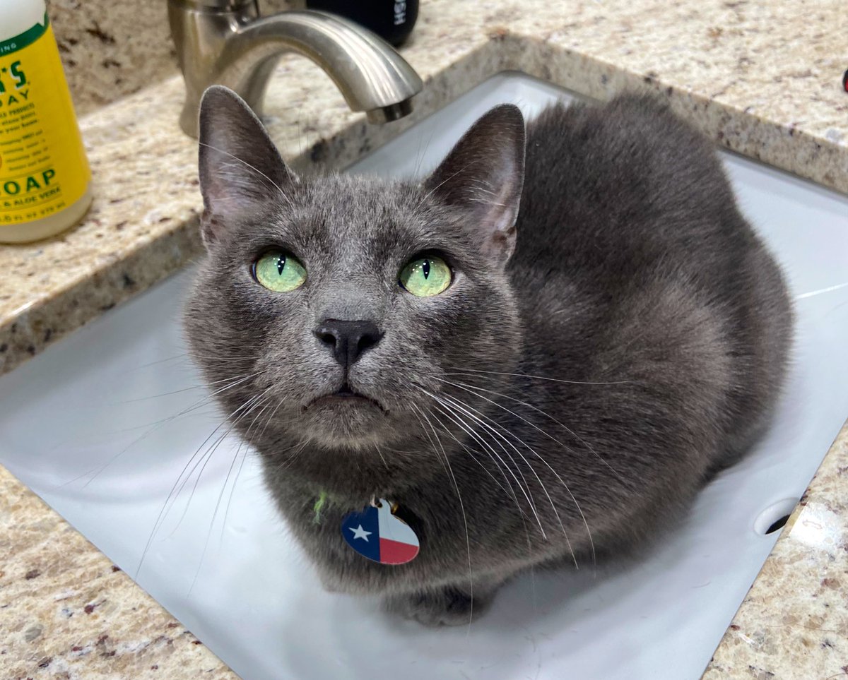 PickleytheCat's tweet photo. Rt if u love sinks too https://t.co/f4sFaoZPDE