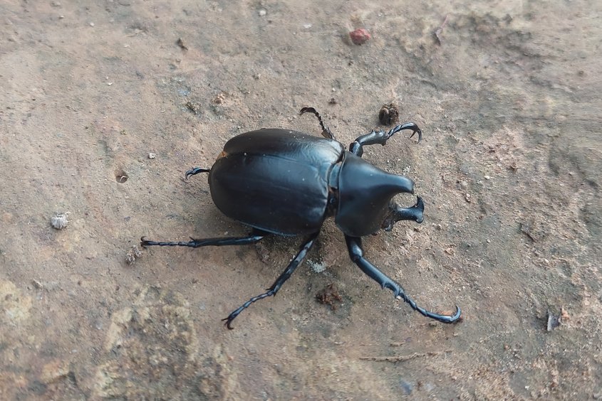 ProTheWinner's tweet photo. @JollyJackalope Look at this cool bug I saw https://t.co/czF6Urt756