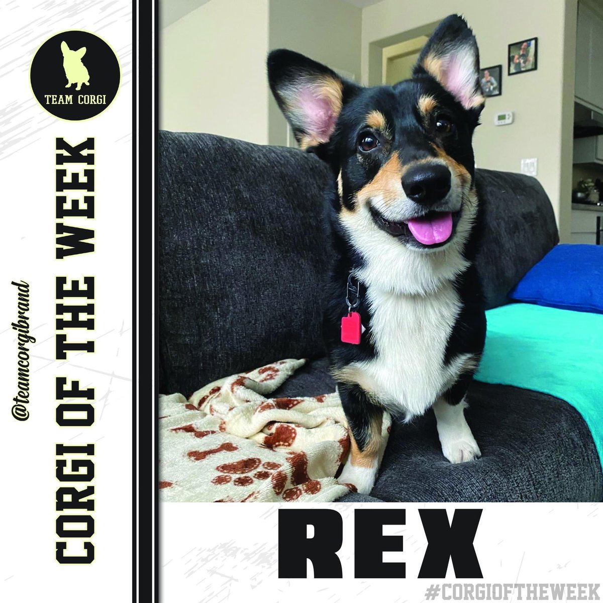 TeamCorgiBrand's tweet photo. This week’s #CorgioftheWeek is Rex!
@herdingdogduo 

https://t.co/apD0nOO5Ox

#TeamCorgi #CorgiCrew https://t.co/NmvJpJnlWb