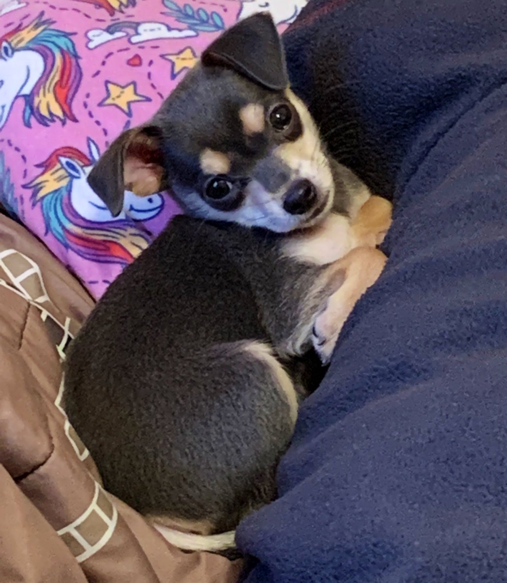 Víctor Ramón tweet media