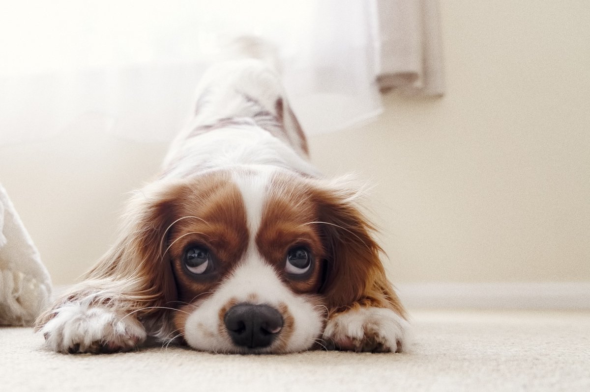 DoggosAll's tweet image. Providing everyday care for our puppies entails cleaning up many messes and dealing with various health issues. When we’re dealing with puppy diarrhea, it can mean juggling messes and health issues simultaneously.

#alldoggos #dogblog #puppydiarrhea

alldoggos.com/puppy-diarrhea…