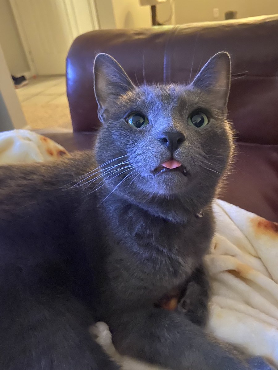 PickleytheCat's tweet photo. Blep https://t.co/vitmHhOrxh