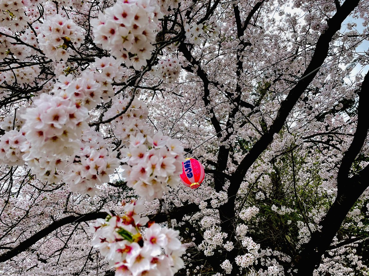 goriii_3's tweet photo. 花見して昼飲みして最高！
#お花見
#桜
#昼飲み https://t.co/p1n3R8s7mb