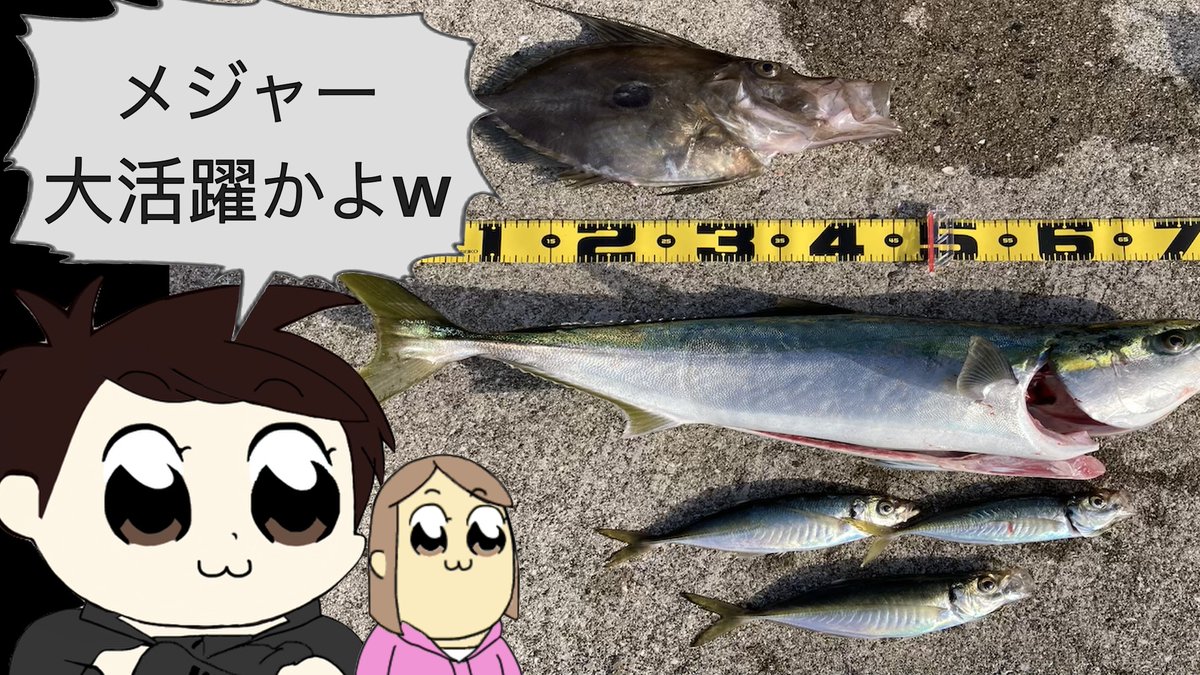 ChanponC's tweet photo. 初めて『マトウダイ』を釣り上げました🎉
厳密に言うと釣れてたが正解w
そもそもアジが釣れません！
どうやって釣ればいいのやら…

【長崎釣り】ブリを狙って防波堤からアジの泳がせ釣り　日の丸背負ったお魚も釣れました https://t.co/1CWiddwiXB via @YouTube https://t.co/LpFh3FlGiv