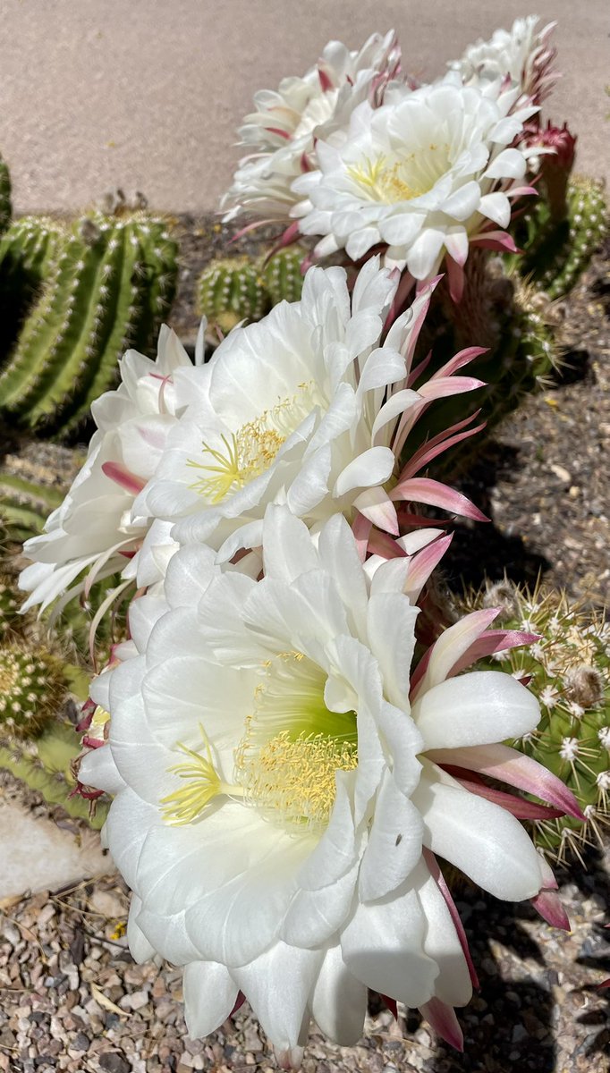 jacki_mccord's tweet image. Gotta love Spring in the Desert! #AZSpring