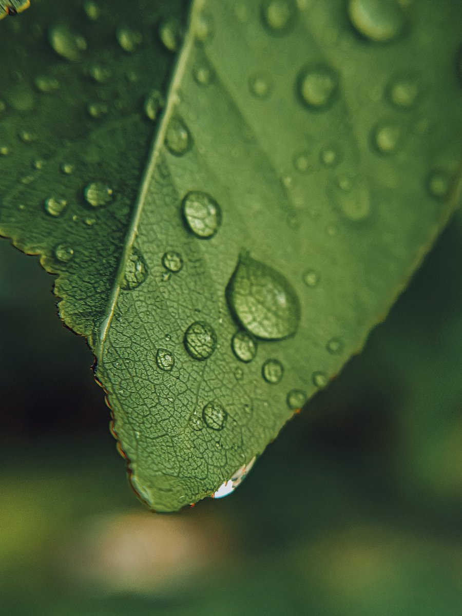 anaamfarooq's tweet photo. Depthness of leaf.....
.
.
.
.@realmecareIN @MadhavSheth1 @realmeIndia @realmeCreators @realmeTechLife @MacroPhotoFun @NatGeoPhotos #realmeQualityWeek https://t.co/K1l4DmBaES