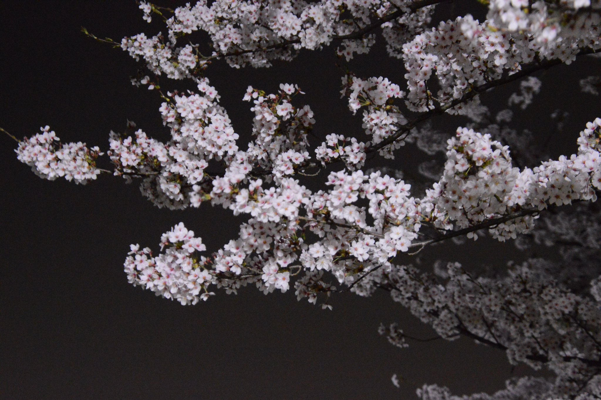 長岡大学 公式アカウント キャンパス内の 夜桜 近隣の 悠久山公園 にも お花見 の方がいらっしゃいました 今日から なので 皆さんここぞとばかりに来られたのでしょうか 悠久山公園はライトアップはないので結構暗かったですね 長岡 桜 悠久 長岡大学 公式アカウント キャンパス内の 夜桜 近隣の 悠久山公園 にも お花見 の方がいらっしゃいました 今日から なので 皆さんここぞとばかりに来られたのでしょうか 悠久山公園はライトアップはないので結構暗かったですね 長岡 桜 悠久