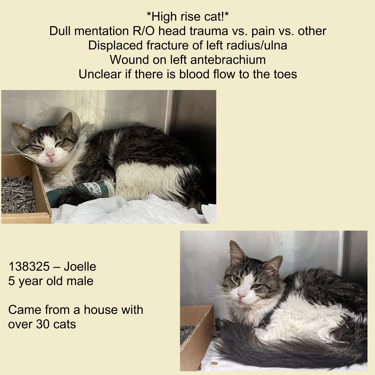 DubJH1009's tweet photo. https://t.co/aYgSVgqkbE #EMERGENCY #DESPERATENEED #MUSTBESAVEDNOW #HELPASAP #SAVEHISLIFE #DONTLETHIMDIE #GETHIMOUT #DOSOMETHING #MAYDAY #REDALERT #nyc #cats https://t.co/7IGtDPGoVH