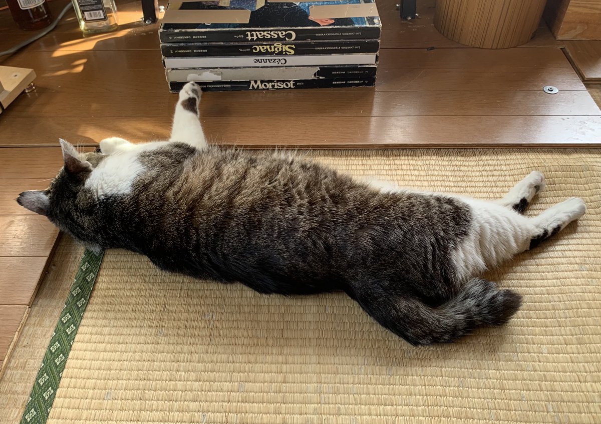 hinodepictures's tweet photo. 24度でも湿度75%･･･
気温下がっても意味ねーにゃ😹 https://t.co/TlM5c4WNpq