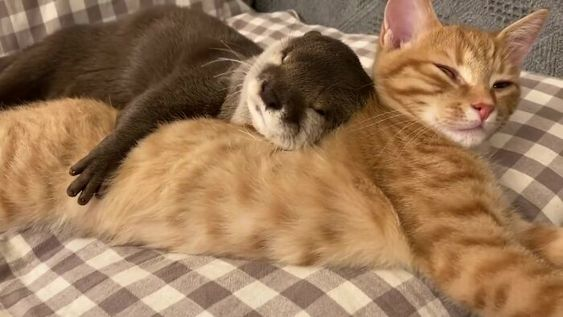 a mimir com a gatinarios hoje