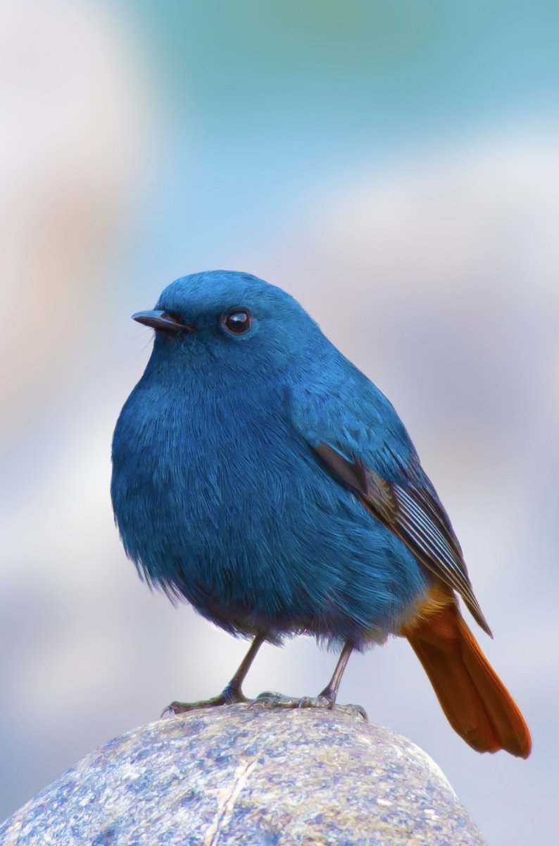 Furball.........

The Plumbeous Water Redstart
KPK
#Pakistan