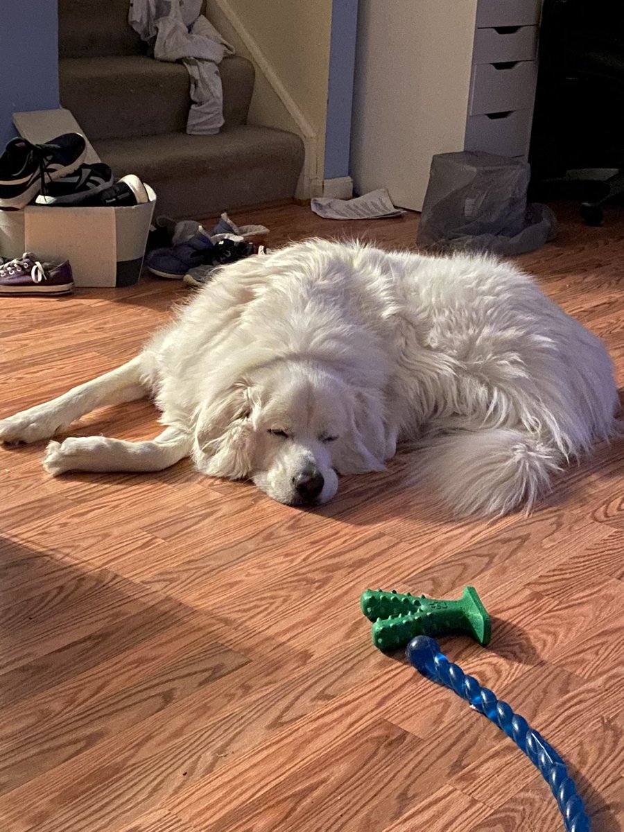 Veganlinz's tweet photo. @strategywoman My big silly puppy, Moon. https://t.co/z1xud39mj7