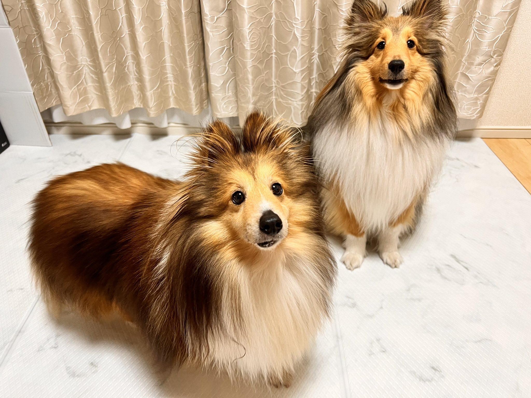Elle 28 Elle28sheltie Twitter