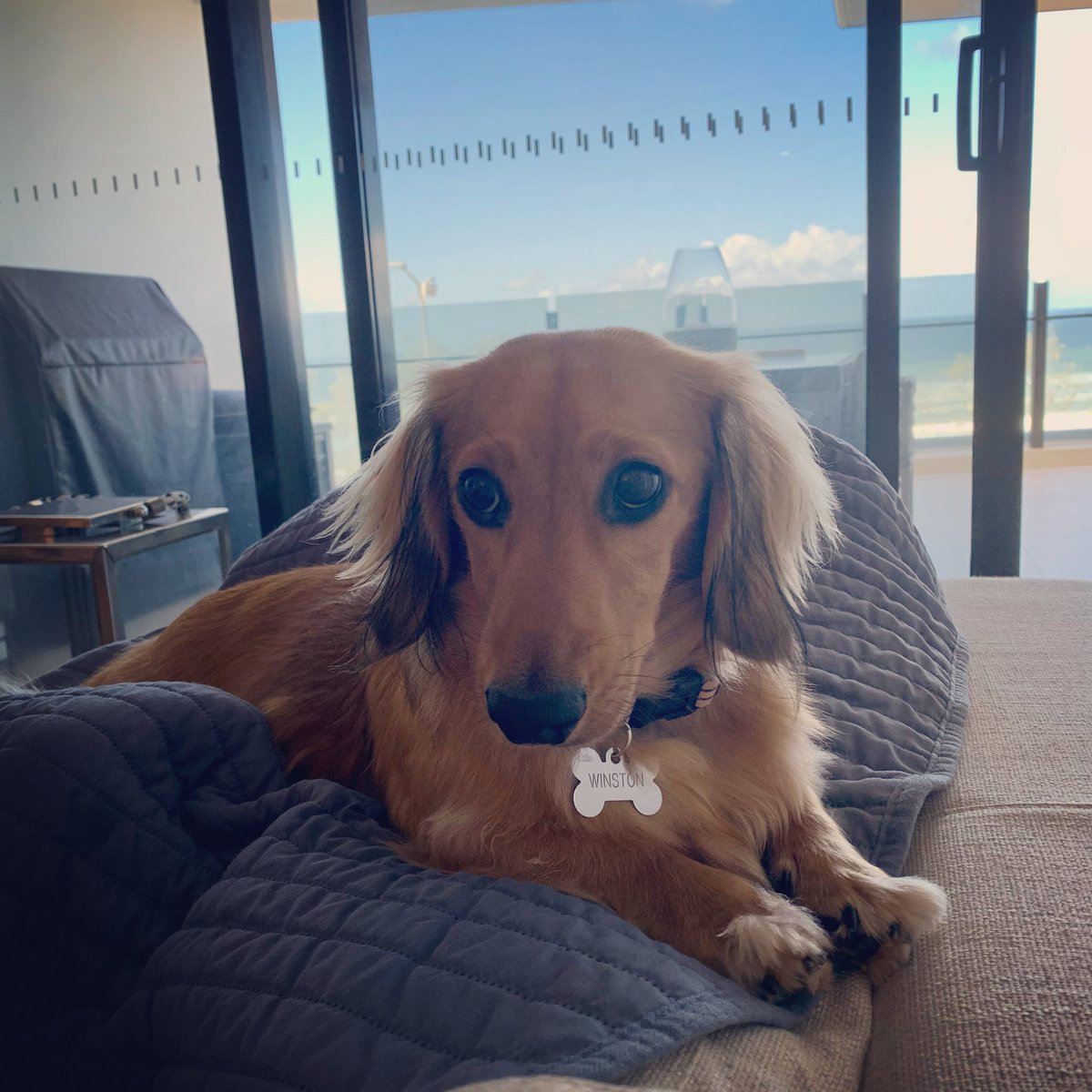 WinstonWeiner's tweet photo. Happy Easter everyone! I am in my favorite spot at the beach! 

#dogsoftwitter #doxie #dachshund #dachshundlove #minidachshund #dog #Easter #beachdog https://t.co/5vJrWVCJcN