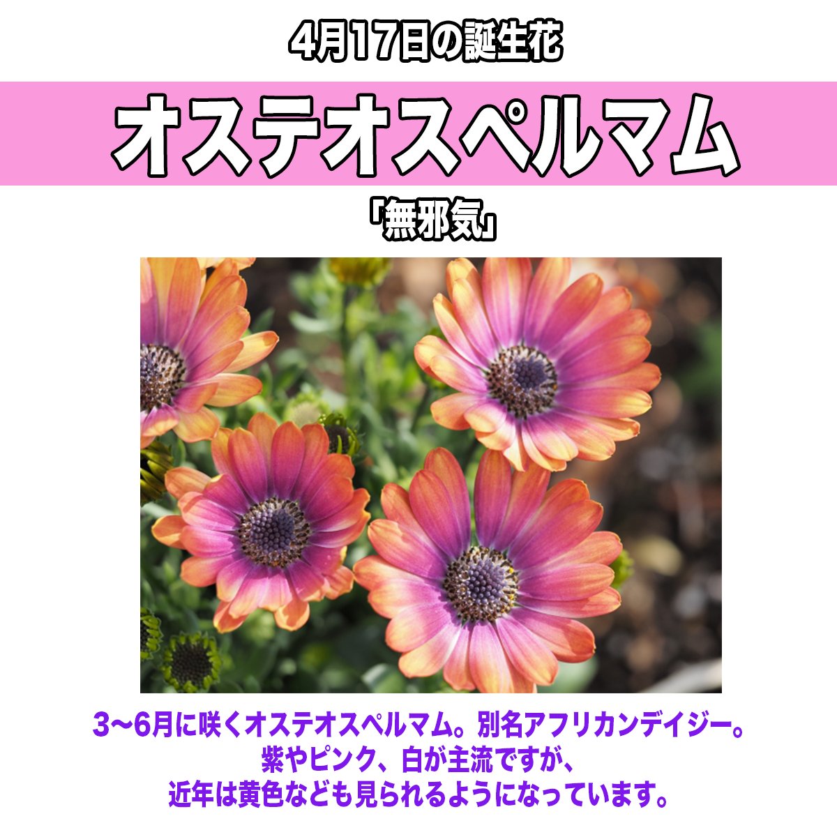 Hint Pot ヒントポット Twitterren 4月17日生まれの方 お誕生日おめでとうございます 誕生花はオステオスペルマム 花言葉は 無邪気 同じ誕生日の有名人は ヴィクトリア ベッカム さん 櫻坂46 遠藤光莉 さん 今日のお花 T Co