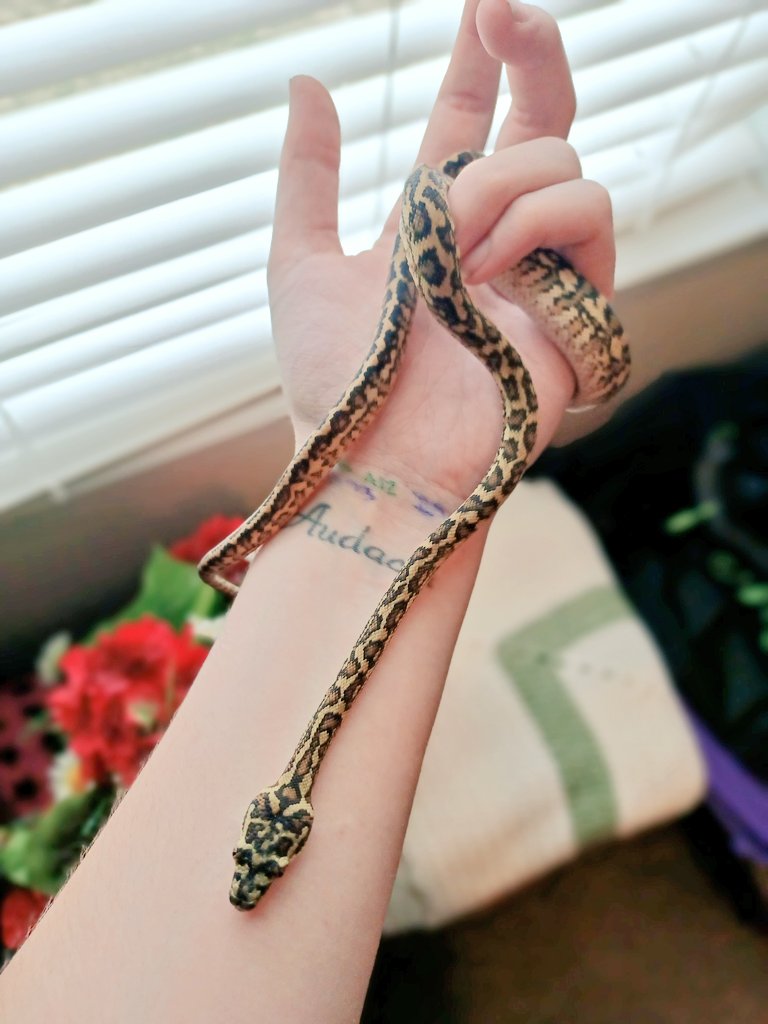 RSelanna's tweet photo. New baby! #zebra #jungle #carpetpython, female, about 6 months old. Haven't landed on a name yet, but damn is she #gorgeous.
#python #snake #reptile #beautiful #dreamcometrue #scalebabies #carpetpython2021 https://t.co/etakGMHh7X