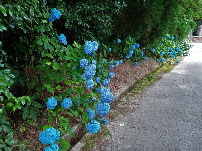 tripnote_edit's tweet photo. トラベルライター ゆきたかさんの記事です♪各所見頃は6月！神社やお寺で涼しげな花が咲く様子は風情たっぷりです◎⇒【奈良】御所市のあじさいが咲くスポットを巡ろう https://t.co/rLA4gdyswk https://t.co/TptSCyN4V5