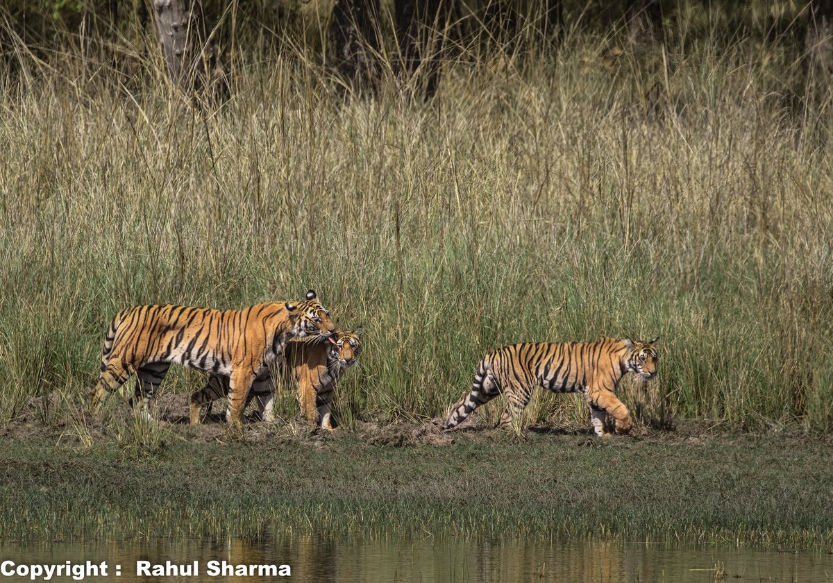 The Family Bond!
Although the cubs will part their ways to claim their own territories but A Tigress is a very nurturing and loving mother. Pic was shot at Bandhavghar National Park, India.
Please view in landscape mode. 
 @WildlifeMag #BBCWIDLIFEPOTD #ThePhotoHour @Canon_India