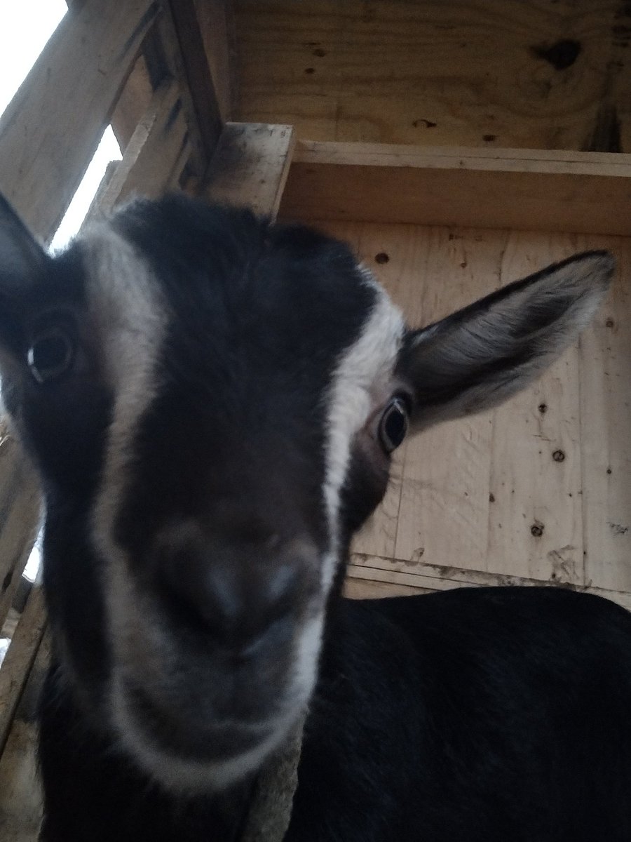 soviet_trash's tweet photo. Apparently some nigga from Ohio hacked my Twitter lol

I'm a humble goat farmer now, I do not care about this cess pit https://t.co/CQlmm5KXkK