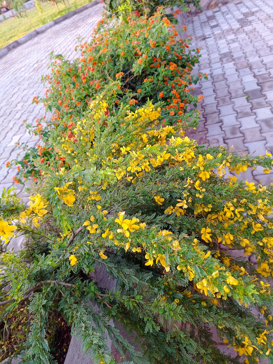 OfwonoOpondo's tweet photo. Good morning tweeps. As part of therapy l woke up this morning to take these photos from my home flower garden. @lindahNabusayi @skaheru @kals2011 @Mukulaa @JackieRNMayega @kyobesarah https://t.co/LOtVEybm2i