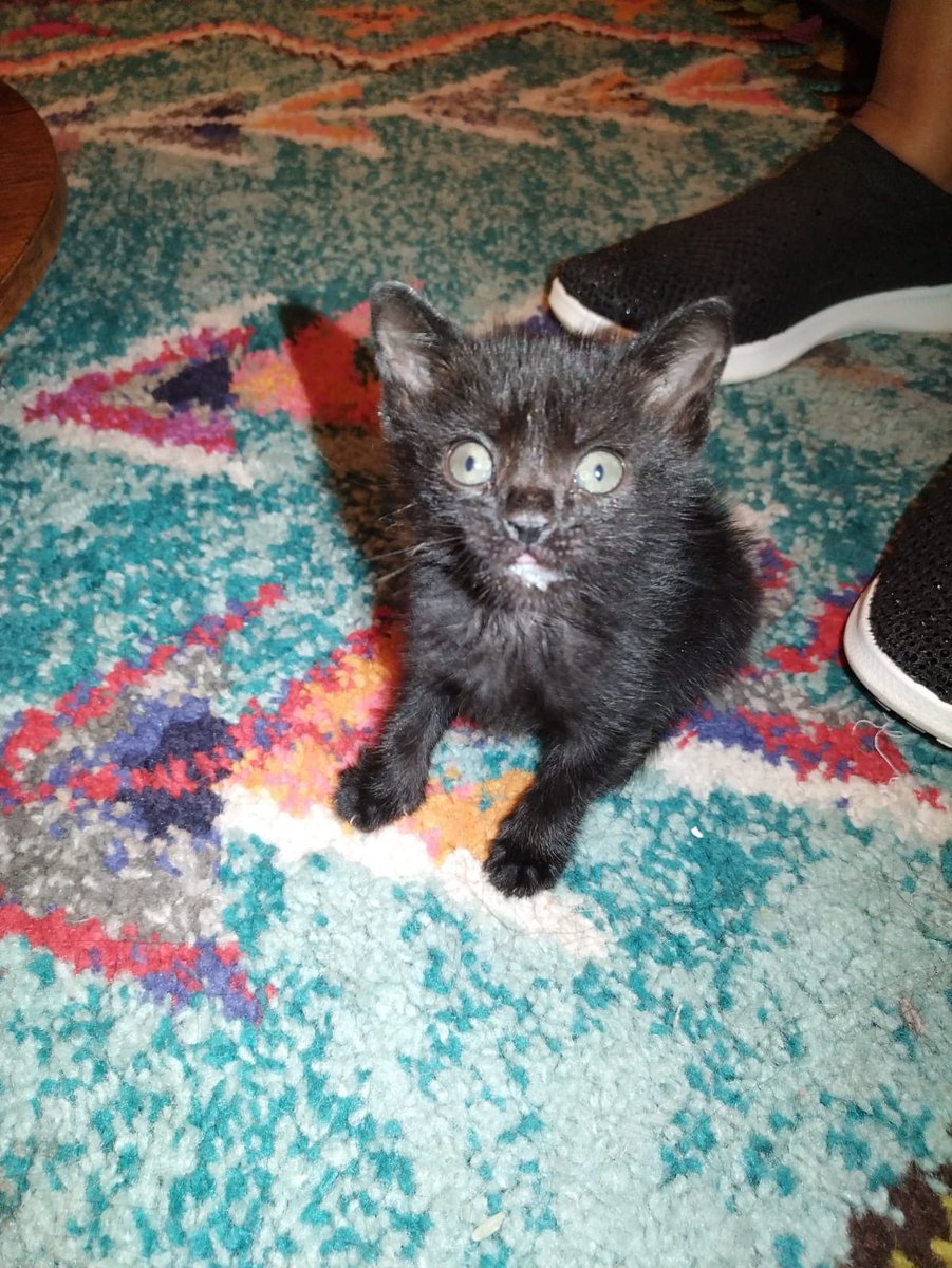 clubgaterogrupo's tweet photo. Esta gatita busca hogar, tiene aprox. 1 mes, está en la Florida. Para adoptarla contacto al +569 9682 4337 https://t.co/sIgleicI3J