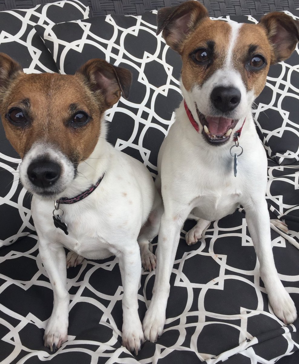 JenniferHarper's tweet photo. @PetSmart any help tracking down some Authority Lamb &amp; Rice Small Breed dog food? All the stores I’ve checked online (OKC Metro, Tulsa, Joplin, &amp; Springfield) have all been out of stock! Ive been running the large breed kibble through my blender!! @JustinSanchez https://t.co/OT6ktX4wwI
