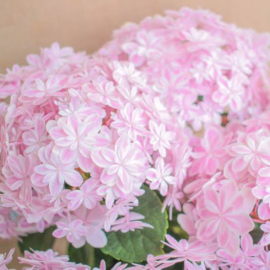 万華鏡あじさい Twitter Search Twitter