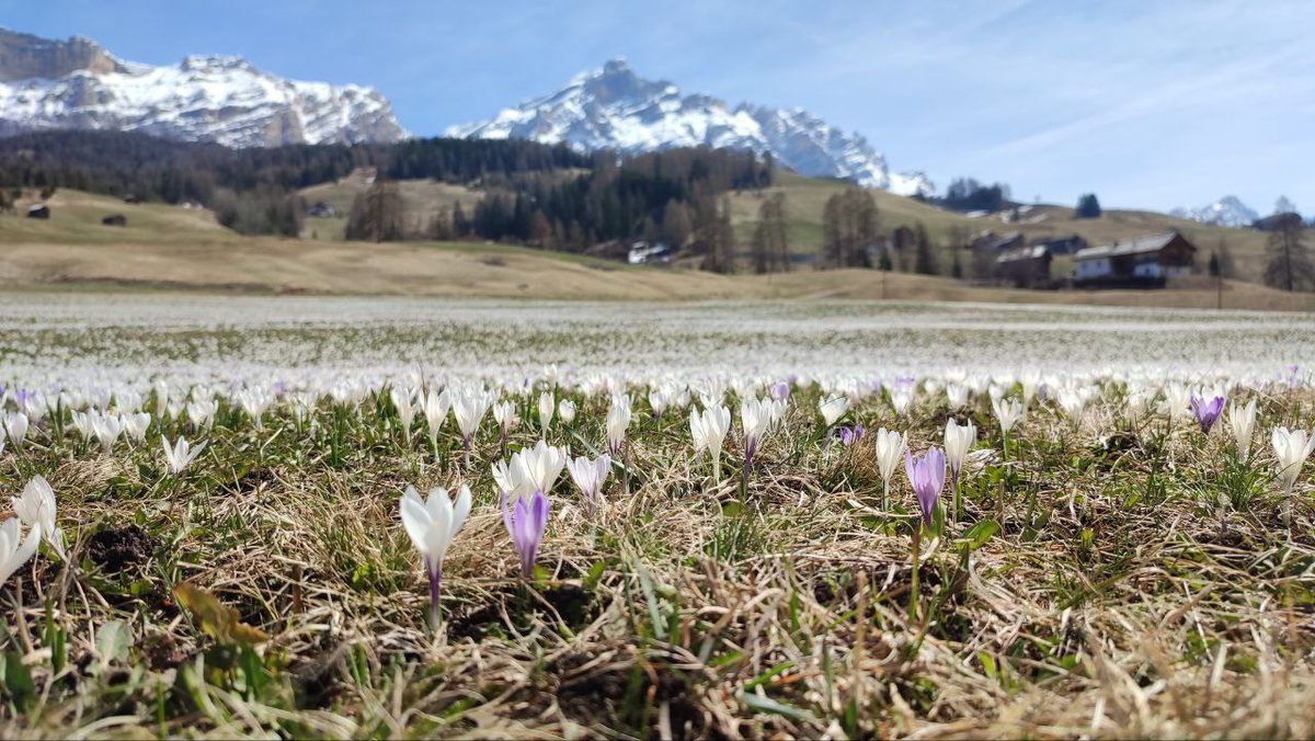 visitsouthtyrol's tweet photo. Spring is a unique time: winter leaves its place to flowers and crocus, and the hiking season begins. A spring holiday in #SouthTyrol is full of emotions and with our #livepictures you can already experience it at home. In the meantime, we'll save you a seat in the first row. ❤ https://t.co/hJ2tIiTI9B