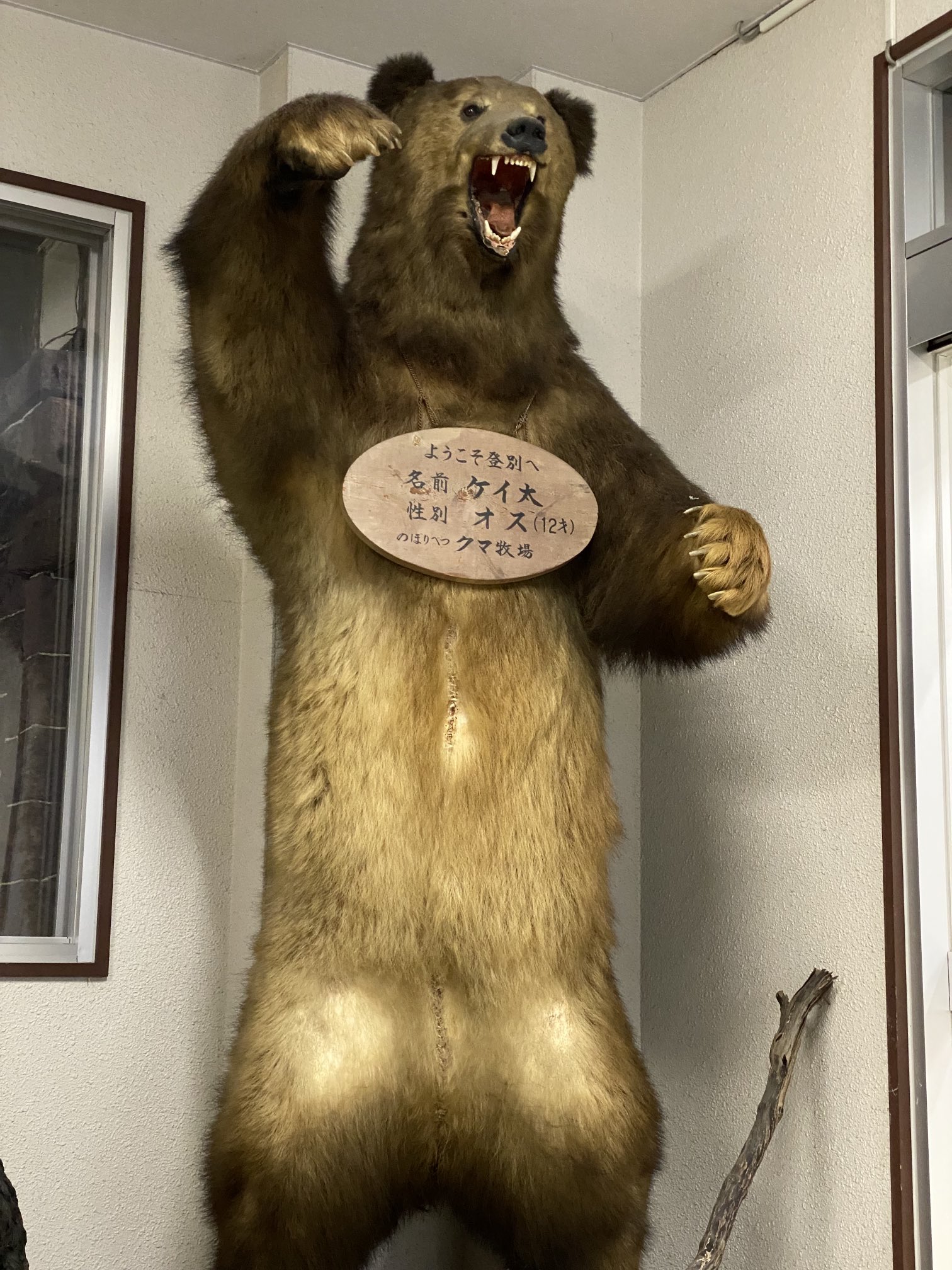 クマの剥製 中山 ♪北海剥製標本社 小熊 剥製 子熊 札幌♪ (ASTY) 石山通の