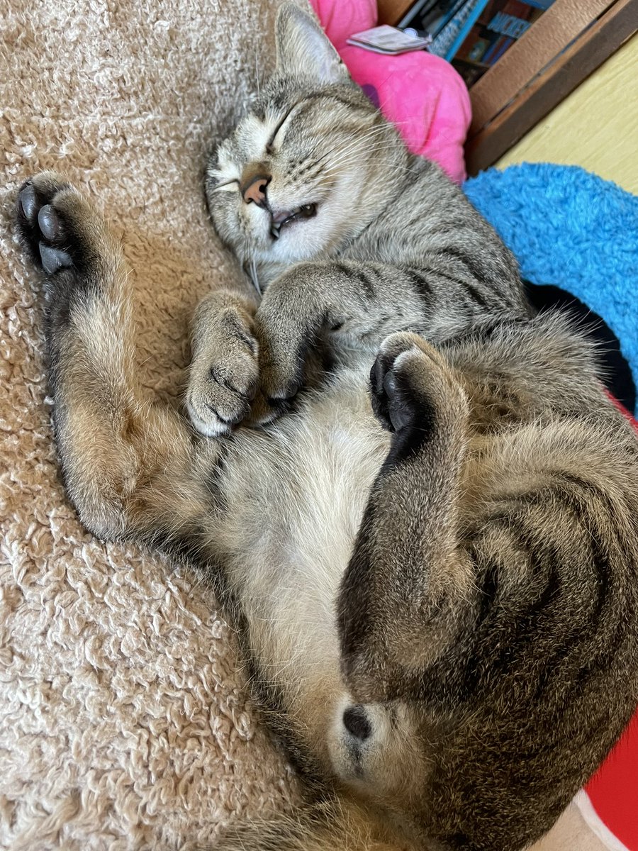 saaaawow's tweet photo. おっぴろげ〜🙈

#猫
#ねこ
#猫好きさんと繋がりたい
#ネコ
#熟睡💤 https://t.co/U437H8roti