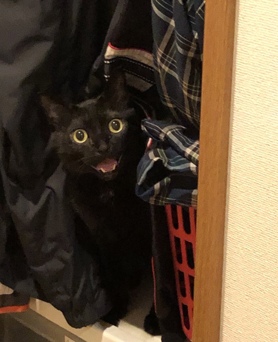 外では生きられないだろう と足を引きずっていた猫を拾ったら 演技力で うちの子 になった猫さんエピソードが集まる Togetter 外では生きられないだろう と足を引きずっていた猫を拾ったら 演技力で うちの子 になった猫さんエピソードが集まる Togetter