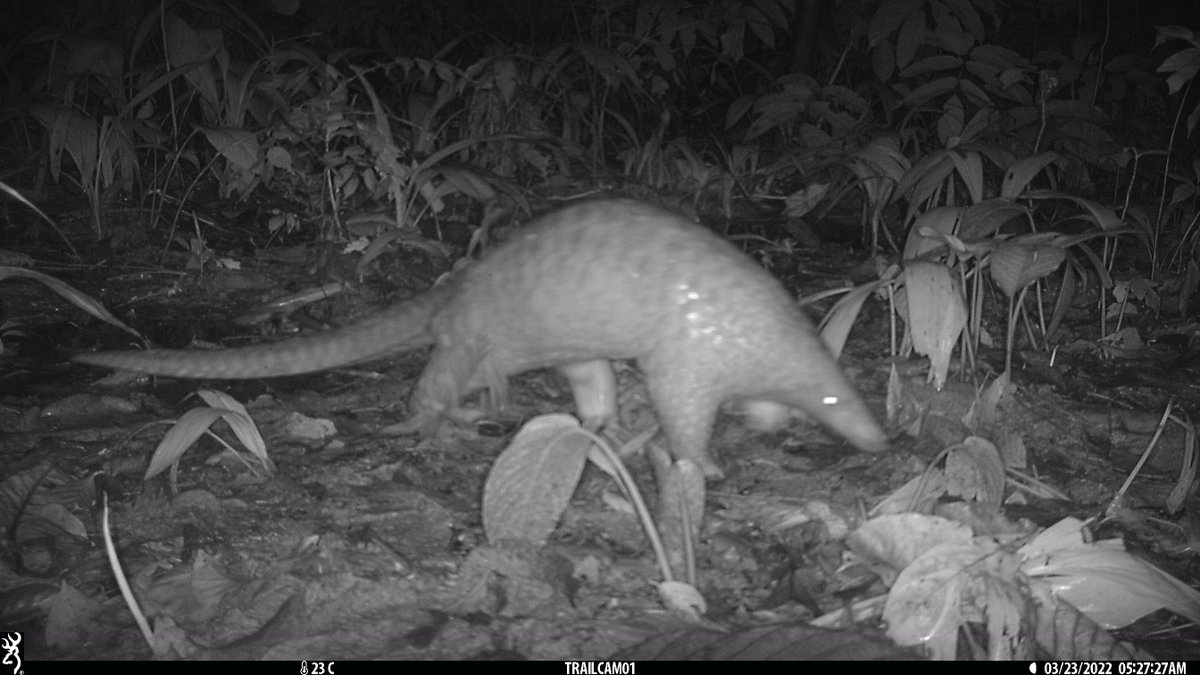 Some more pangolin sightings from a #cameratrap I collected today😄This one was fairly close to the nearest road, which could be providing access to the forest for hunting/poaching - the primary threat to this critically endangered species #pangolin #borneo #phdchat #fieldwork