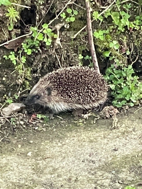 CarlaneCourt's tweet photo. Look who was walking down the lane on our way home from The Queens Arms pub to Carlane Court last night. #holiday accommodation still available #slapton #southdevon #BookNow  https://t.co/saxVrvs3Qc https://t.co/tBcw5fn2KS