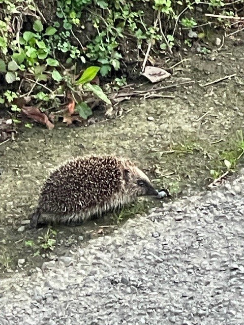 CarlaneCourt's tweet photo. Look who was walking down the lane on our way home from The Queens Arms pub to Carlane Court last night. #holiday accommodation still available #slapton #southdevon #BookNow  https://t.co/saxVrvs3Qc https://t.co/tBcw5fn2KS