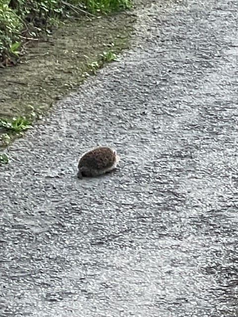 CarlaneCourt's tweet photo. Look who was walking down the lane on our way home from The Queens Arms pub to Carlane Court last night. #holiday accommodation still available #slapton #southdevon #BookNow  https://t.co/saxVrvs3Qc https://t.co/tBcw5fn2KS
