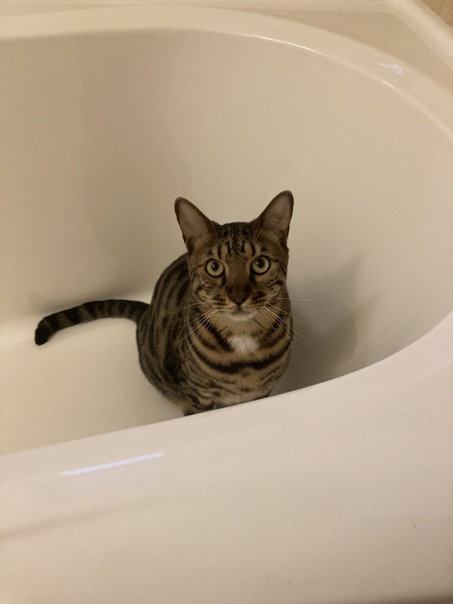 miya_ishida's tweet photo. It's cold today, so let's warm up in the bath...OH! there's the cat!

今日は寒いので湯船につかりますか、、、

あれ、こんなとこに、、、

＃猫好きさんと繋がりたい
#cat #bathcat  #bengal https://t.co/VzDRsCUoxO