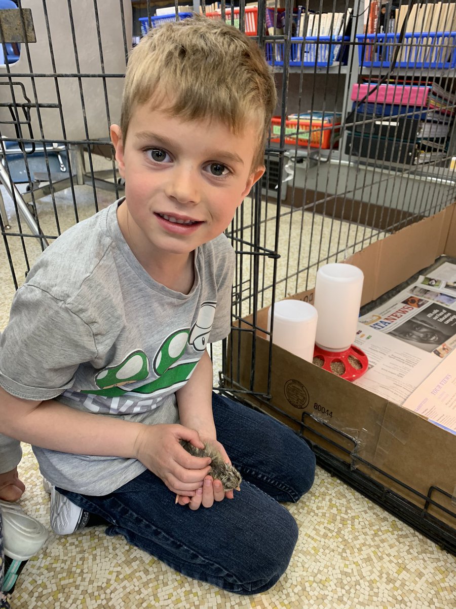 NBSchoolPRSD8's tweet photo. Our chicks are hatching! The students have been learning and charting the embryo development. They were so excited to watch them grow using the candler, then to finally hatch. They patiently waited for them to dry so they could get “hands on”! @PrairieRoseSD8 https://t.co/jS8j5XIgYS