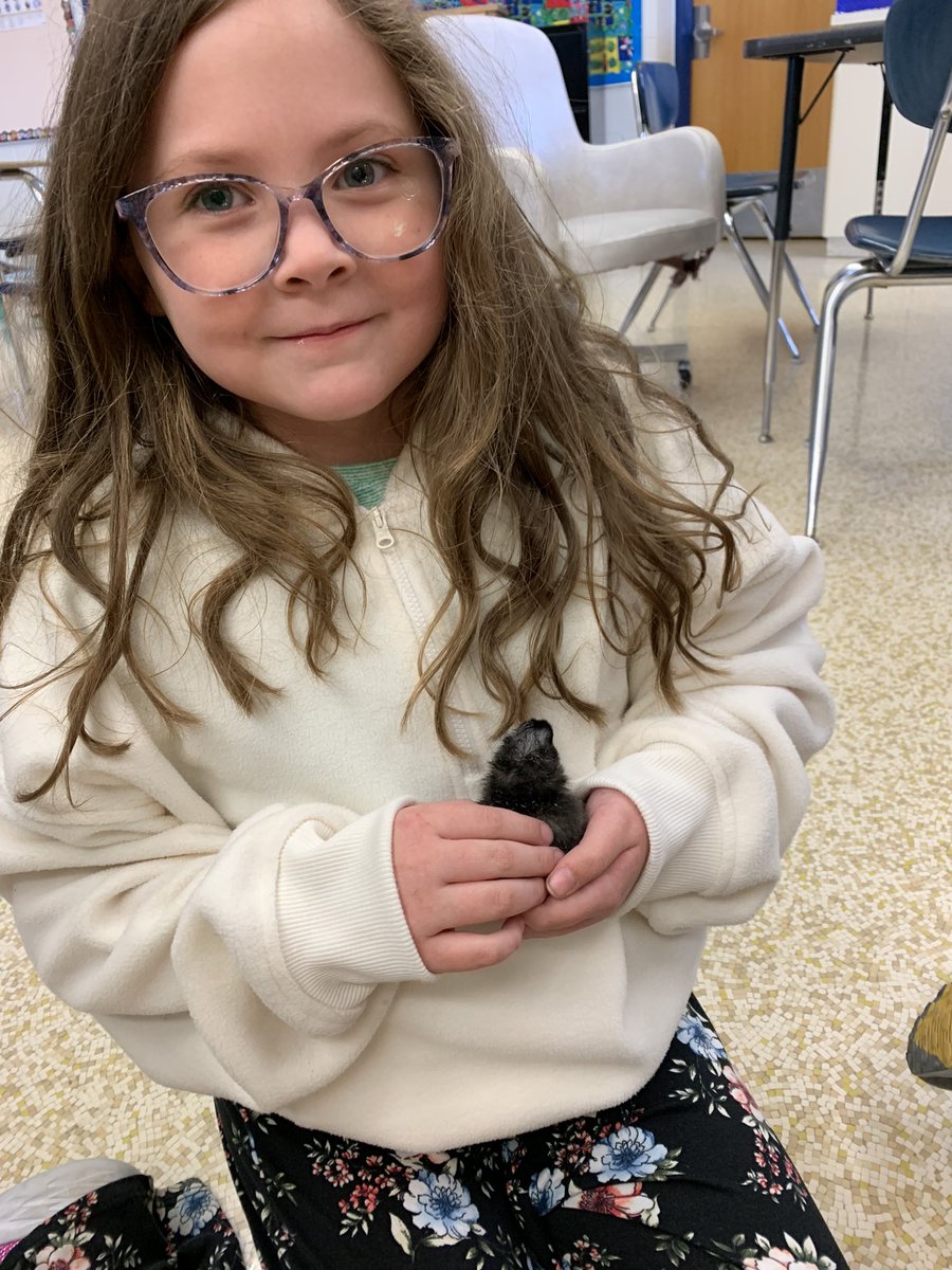 NBSchoolPRSD8's tweet photo. Our chicks are hatching! The students have been learning and charting the embryo development. They were so excited to watch them grow using the candler, then to finally hatch. They patiently waited for them to dry so they could get “hands on”! @PrairieRoseSD8 https://t.co/jS8j5XIgYS