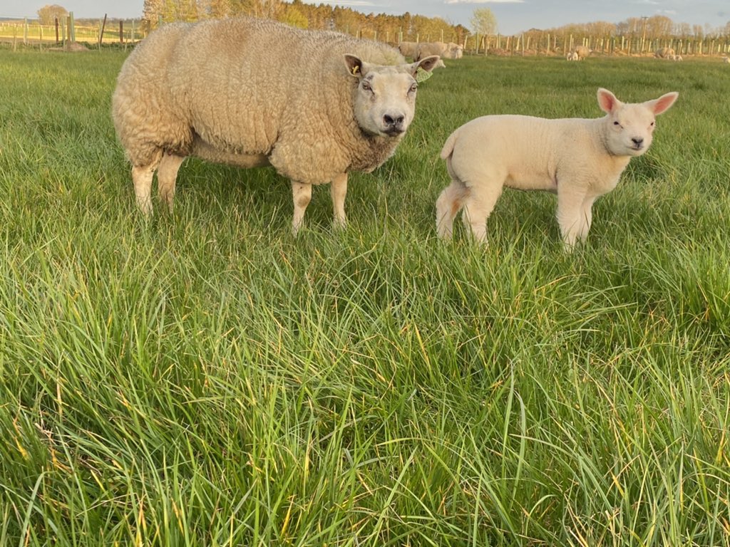 WindrushFarming's tweet photo. Had a wander round the Beltex. All naturally conceived, naturally born &amp; now being naturally reared! Here’s a few that caught the eye! Roughly a fortnight old. We will have a good selection of Beltex shearling rams available soon. Get in touch for a viewing 🐑. https://t.co/BidxIxTJ15