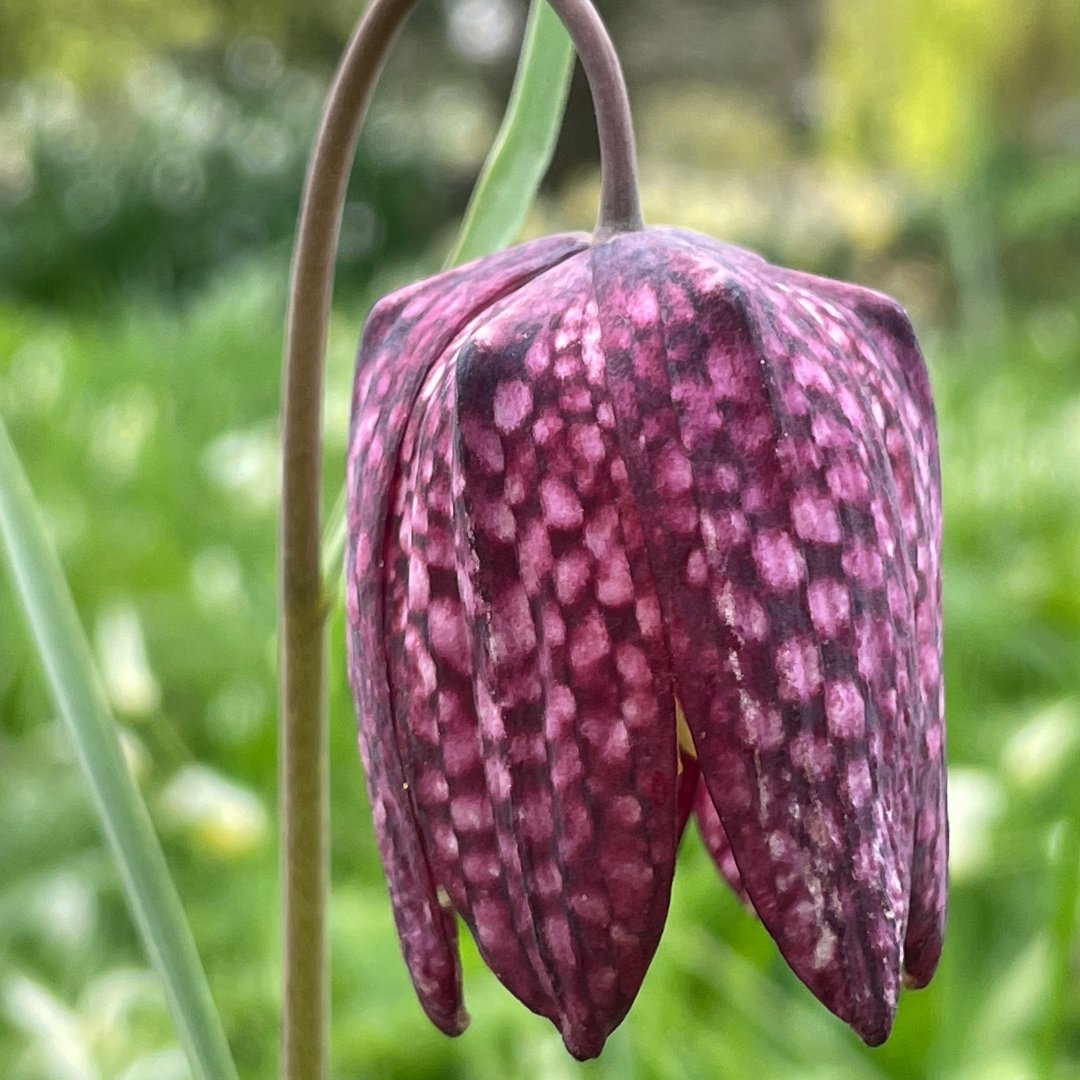 CUBotanicGarden's tweet photo. (2/2) Fascinating fritillaries! Found to contain enormous quantities of DNA – the highest known in any plant or animal species. Fritillaria meleagris has a genome 15 times bigger than our human one! 🧬
@plantheritage #BotanicGarden #LivingCollection #PlantConservation https://t.co/t507JN9xga