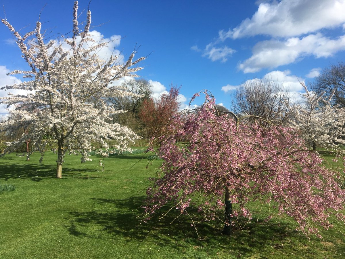 LincsNGS's tweet photo. Ashfield House, Branston, LN4 1NS opens for The National Garden Scheme Sun 17 Apr, 11-4. Fabulous flowering cherries & thousands of spring bulbs surrounding a lake incl 30 stunning magnolia trees. This garden also opens by arrangement for groups 0f 20-30
#linconnect https://t.co/oE3ZNP4SS1