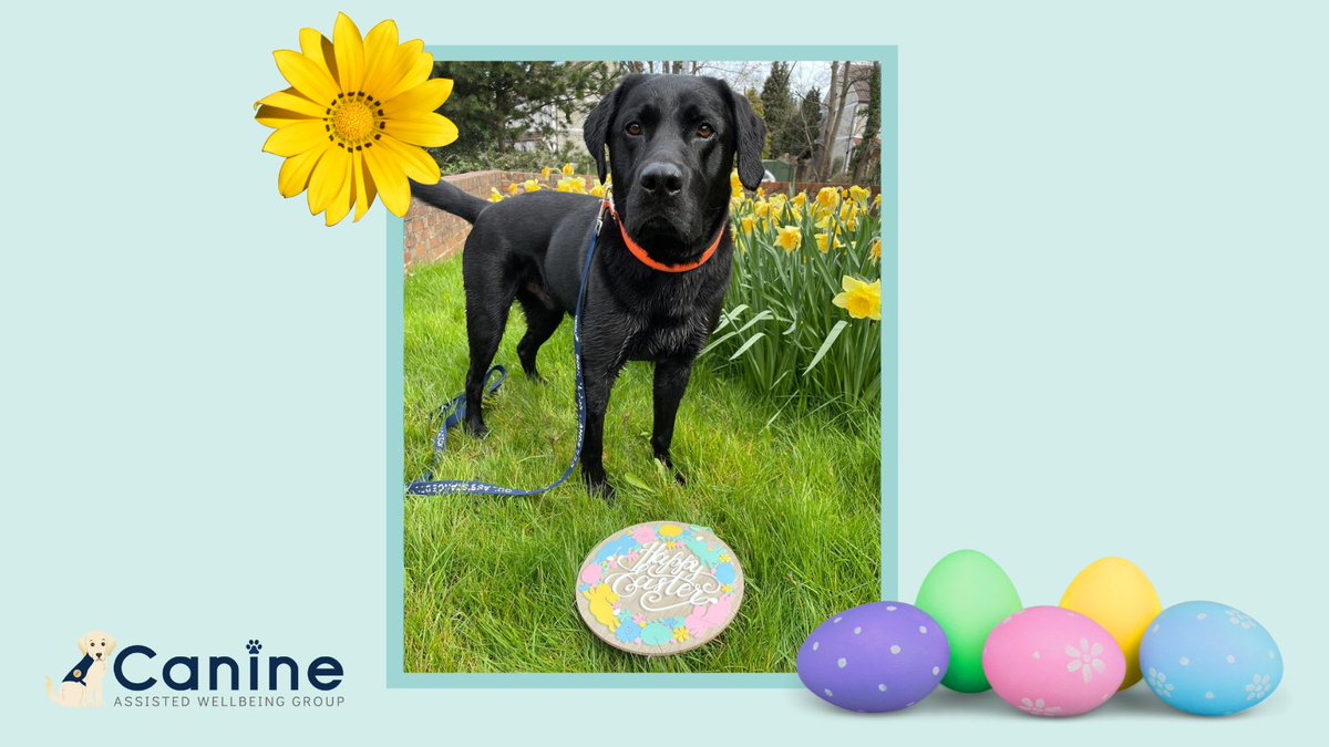 Maui and all his friends, family and colleagues here at CAWG wish you a very Happy Easter! 🌼🐣🐰 #happyeaster #therapydog #wellbeingdog #canineassistedwellbeing #labrador