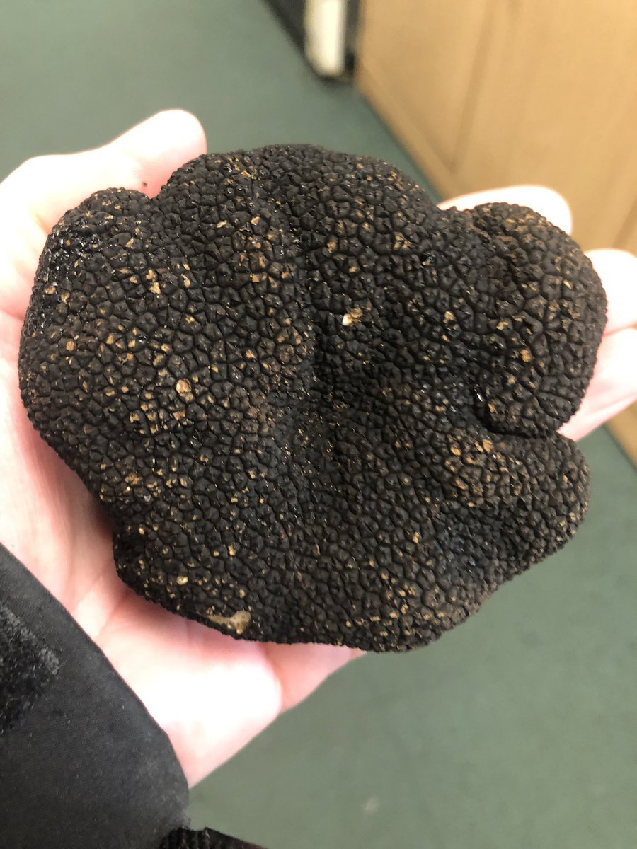 Totalcornwall's tweet photo. L👀K at the size of
This Beauty
#guesstheweight
#TruffleTime https://t.co/IP1ZKI6LH3
